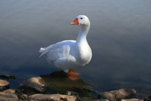 Polarny gus Polarny gus